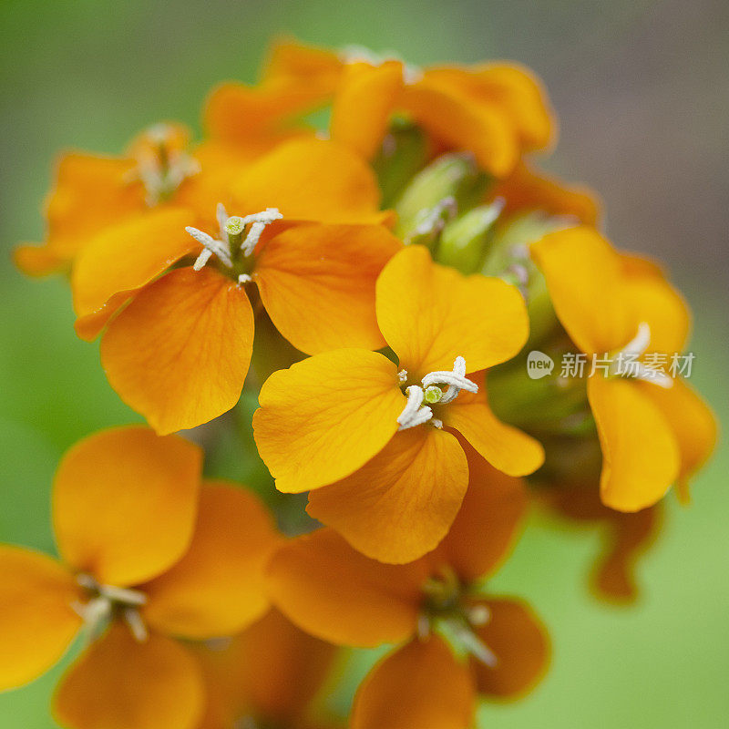 西壁花的桔黄色花，头状Erysimum capitatum